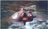 Re: Hippo submerged  heh, heres the pic....