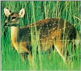 Hog deer - Axis porcinus (J01)