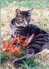 Tiger cat with flowers