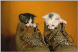 Kittens-in-a-Shoe