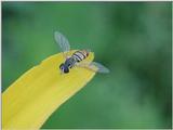 Hover Bee