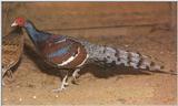 More Pheasants: Hume's Bar-tailed Pheasant