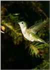 Hhummingbird female - Humbrdf.jpg