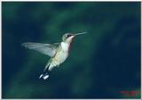 Re: Hummingbirds Please - Humfema1.jpg