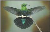 Hummingbird - hb009.jpg