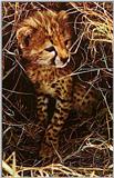 Hunting Leopard-Cub
