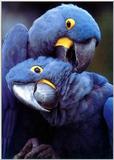 Re: I am looking for parrots.. -- Hyacinth Macaw (Anodorhynchus hyacinthinus)