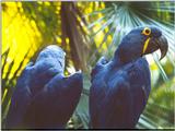 Blue macaw - BlueMacaw.jpg