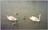 Swan pair & babies