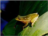 Green frog - Hyla cinerea