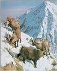 Ibex (J01) - Alpine ibex (Capra ibex)