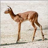Here's a contrast shot - Impala kid in Hannover Zoo