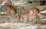 More Hannover Zoo Impalas - The kids setting up for a nice fight