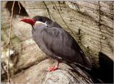 Inca Tern 2