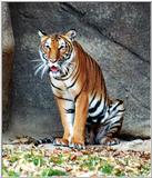 Indo-Chinese tiger