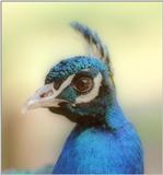 Sweet birdies, anyone? Peacock portrait from Lauenbrueck Animal Park -- Indian blue peafowl (Pav...