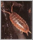 Re: REQ: Slater pictures - isopod.jpg