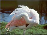Itchy Flamingo - ItchyFlamingo.jpg