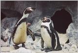 Brookfield Zoo pics - penguins