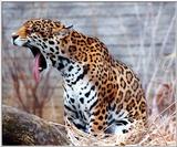 same jaguar