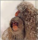Snow Monkeys2