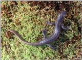 Jefferson Salamander (Ambystoma jeffersonianum)2