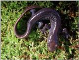 Jefferson Salamander (Ambystoma jeffersonianum)4