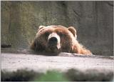 Late night scan - still more Hagenbeck Zoo - Bear looking *very* friendly :-)