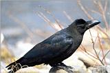 Bird from Korea - Jungle Crow J01-from Korea.jpg [큰부리까마귀]