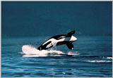Re: Has anyone pictures of orca ?