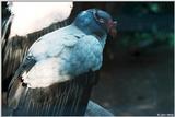 King vulture - 