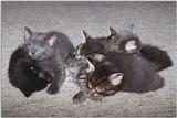 Kittens: A bigger pile of kittens