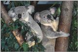 Koala-Babies