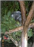 Koala (4 images)
