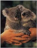 Koala page with info and pictures - koala14.jpg (0/1)