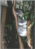 Koala (4 images)