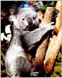 Koala Bears 1/5 jpg