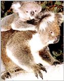 Koala Bears 5/5 jpg