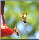 Re: Hummingbirds Please (2 pics with 460 kb)