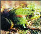 Korean Amphibian: Eastern Golden Frog J01 - Rana plancyi chosenica