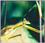 Korean Amphibian: Common Toad J02 - Water Mantis eats a toad tadpole