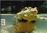 Korean Amphibian: Common Toad J03 - mating pair in water