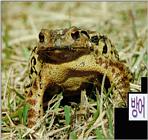Korean Amphibian: Common Toad J04 - in defense posure