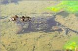 Korean Amphibian: Common Toad J07 - mating pair - in swamp
