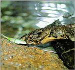 Korean Amphibian: Common Toad J08 - hunting green grasshopper