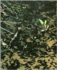 Korean Amphibian: Common Toad J10 - pool of tadpoles