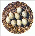 Korean Magpie Eggs (까치알)