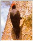 Korean Black Woodpecker (까막딱다구리)