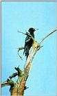 Black Woodpecker (1/1) - 까막딱다구리
