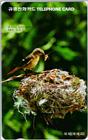 Daurian Redstart (J01)